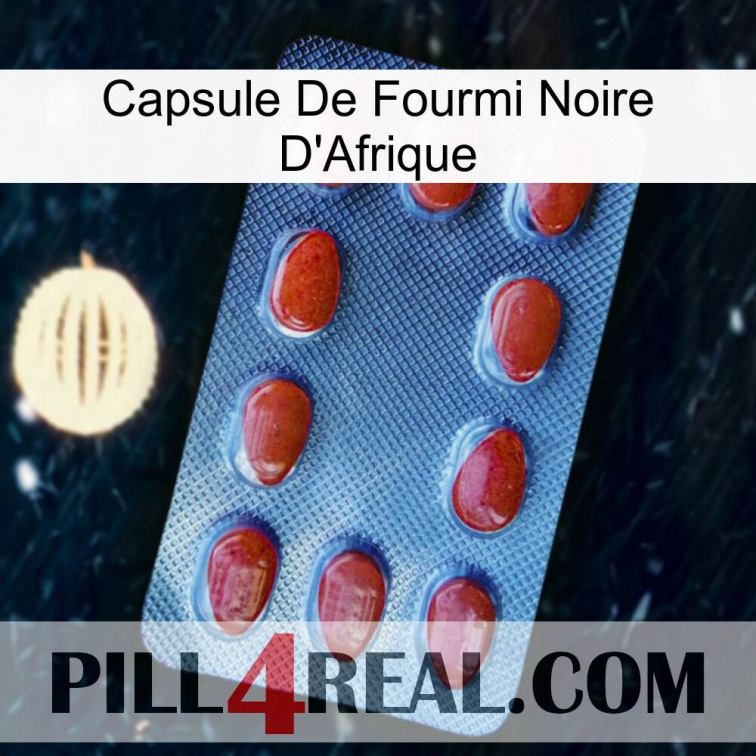 Africa Black Ant Capsule 06